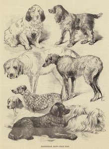 Birmingham Gösterisi, Ödül Köpekleri